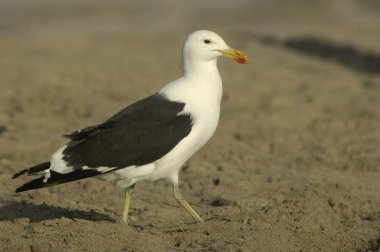 Cape martı (