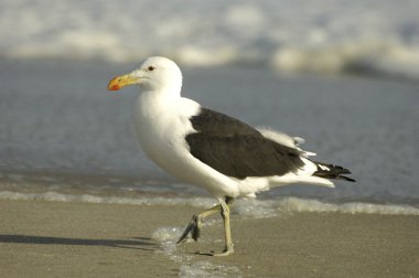 Cape martı (