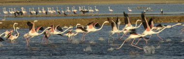 büyük flamingo (