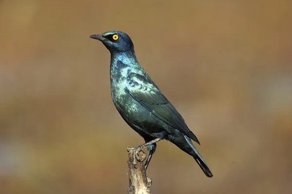 Burchell's starling ("Lamprotornis australis") — Stock Photo, Image