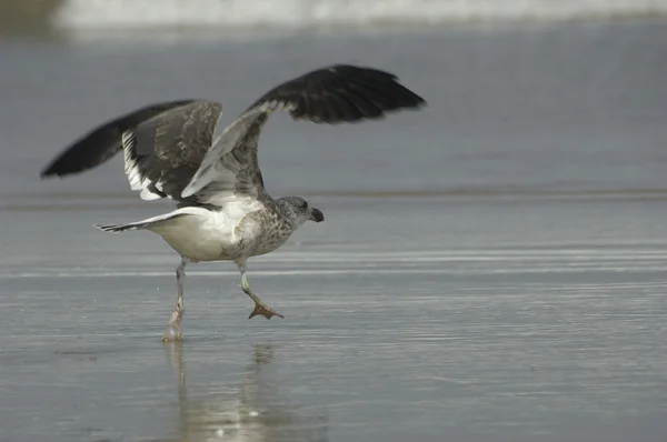 stock image Cape Gull (