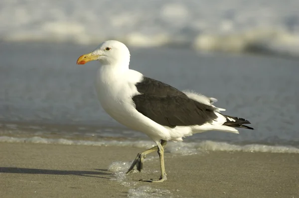 Cape Gull ("Larus vetula") — Stock Photo, Image