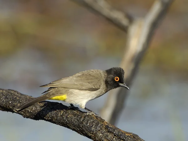 African red-eyed bulbul ("Pycnonotus nigricans") — Stock Photo, Image
