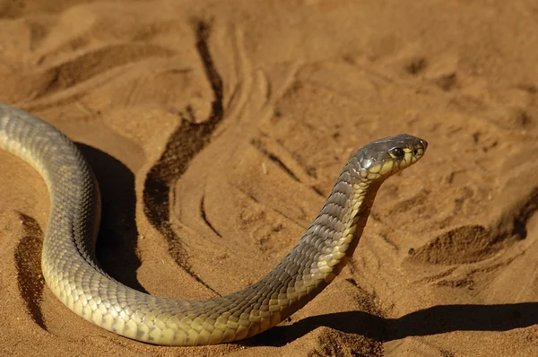 Cobra-de-serpente ("Naja annullifera ") — Fotografia de Stock