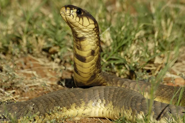 Рычащая кобра ("Naja annullifera ") — стоковое фото