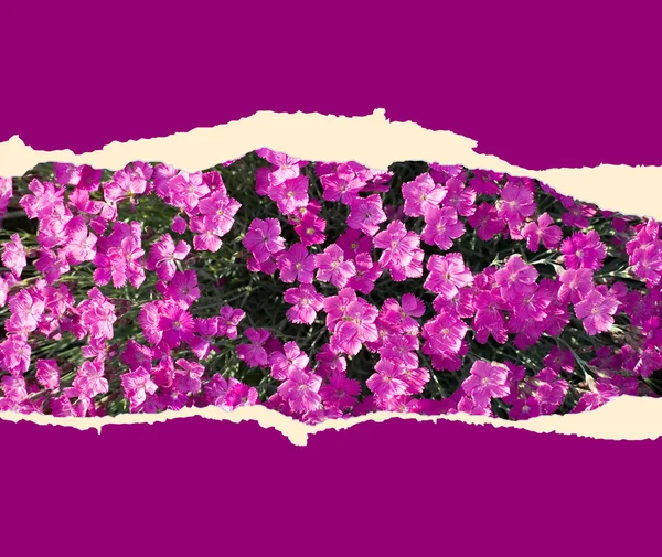 Arkusz papieru z kwiatami — Zdjęcie stockowe