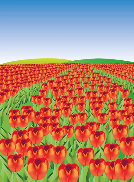 Er zijn rode tulpen veld — Stockfoto