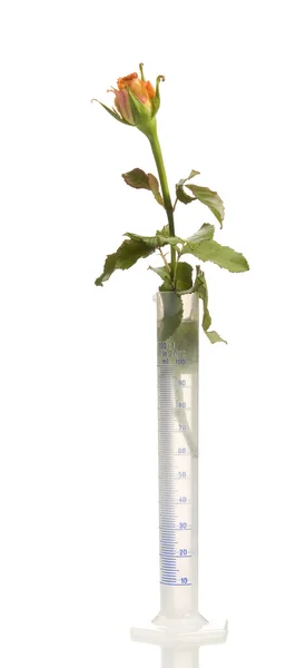 Rosa colorida em vaso moderno — Fotografia de Stock