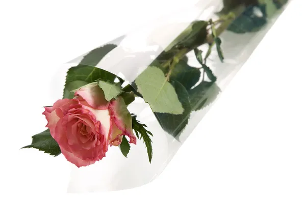 Ένα τριαντάφυλλο τυλιγμένο σε χαρτί — Φωτογραφία Αρχείου