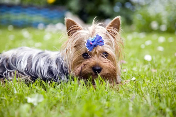Yorkshire terrier cão com fita — Fotografia de Stock