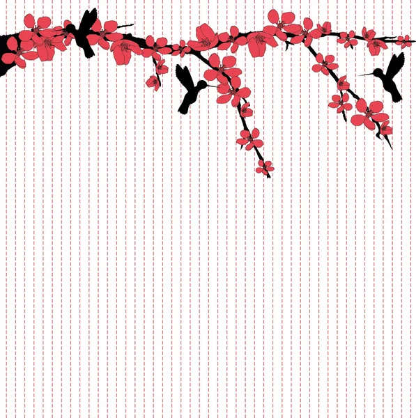 Hummingbirds flying around cherry blossom — Stock Photo, Image
