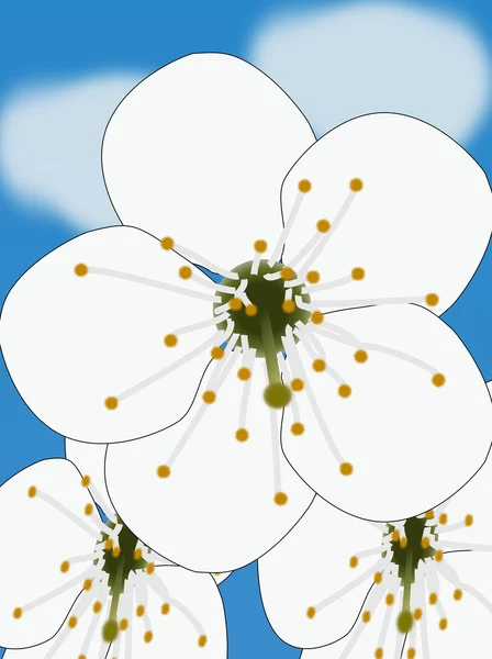 푸른 배경의 하얀 꽃들 — 스톡 사진