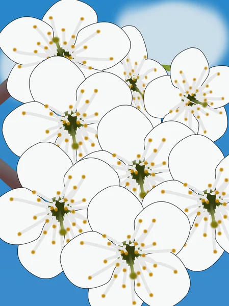 White flowers on blue background — Stock Photo, Image