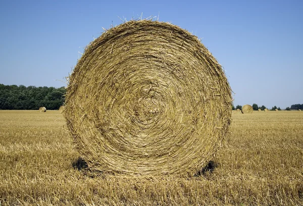 Many haycocks in the field — Stock Photo, Image