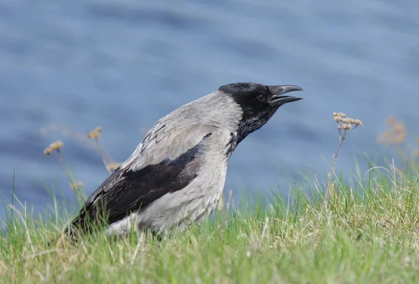Gray crow near the water — Stock Photo, Image