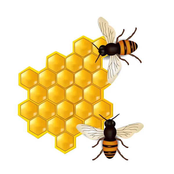 Honeycombs with honey bees — Stock Vector