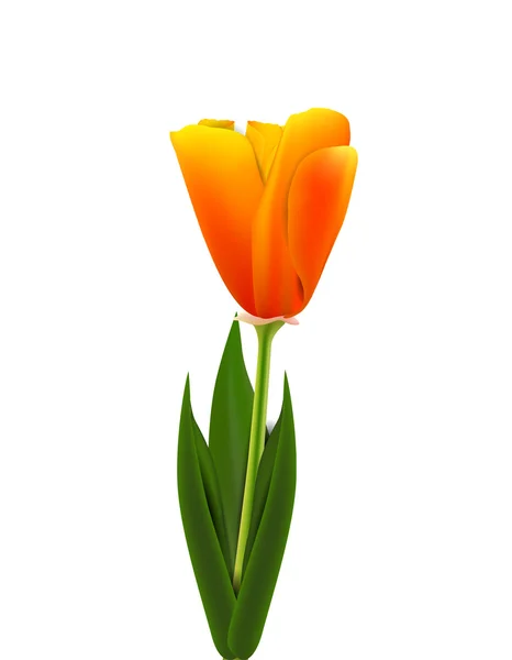 Orange tulip — Stock vektor