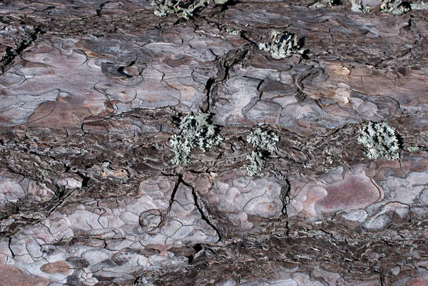 The bark of pine tree — Stock Photo, Image