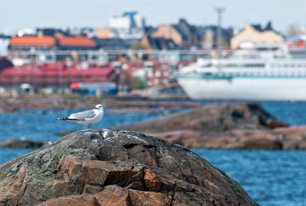 Seagull on a rock. — Stock Photo, Image
