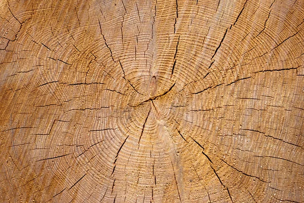 stock image Texture of wood