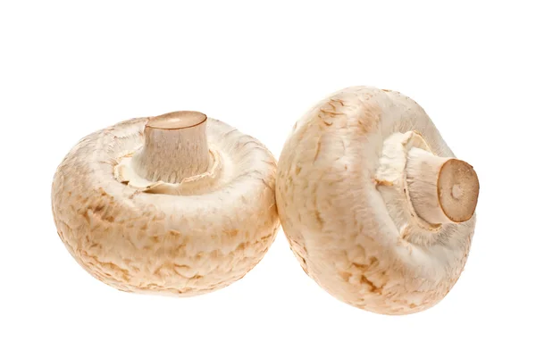 stock image Champignons, white background,