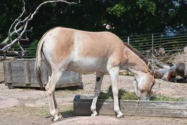 stock image Donkey.