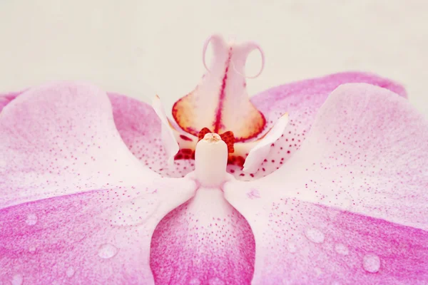 粉色兰花 — 图库照片