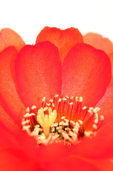 红色仙人掌花 — 图库照片