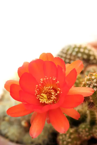 Röd kaktus blomma — Stockfoto