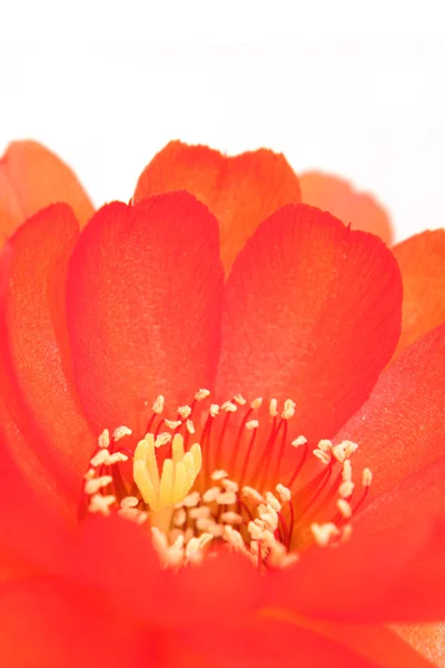 Röd kaktus blomma — Stockfoto