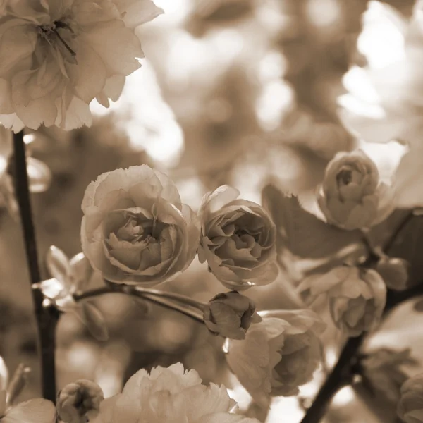 Flores de cereza de Kanzan —  Fotos de Stock