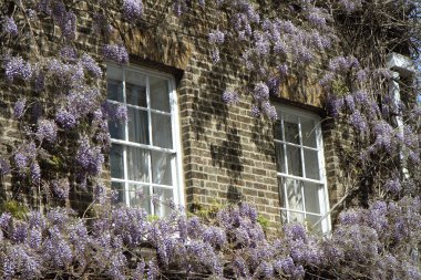 Wisteria