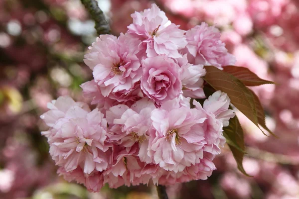 stock image Cherry tree flowers