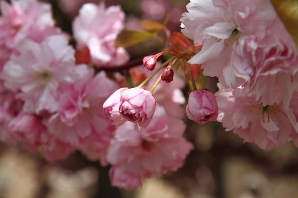 Cherry tree flowers — Stock Photo, Image