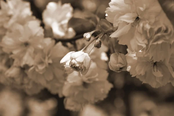 Flores de cereza de Kanzan —  Fotos de Stock