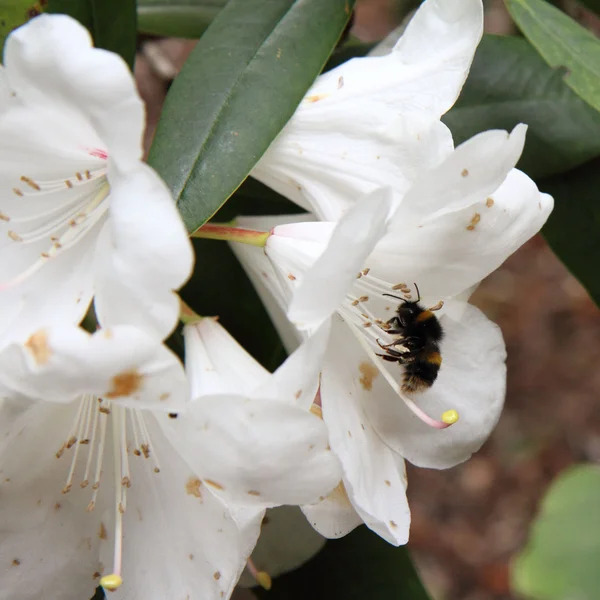 Stock image Bee on a Rhododendron