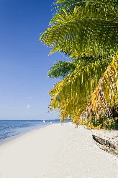 海滩椰树 — 图库照片