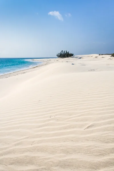 Dünen und wilder Strand — Stockfoto