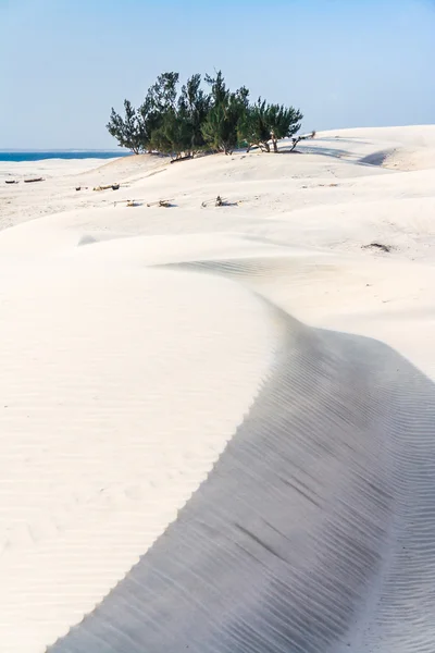 Duny a divoké pláže — Stock fotografie