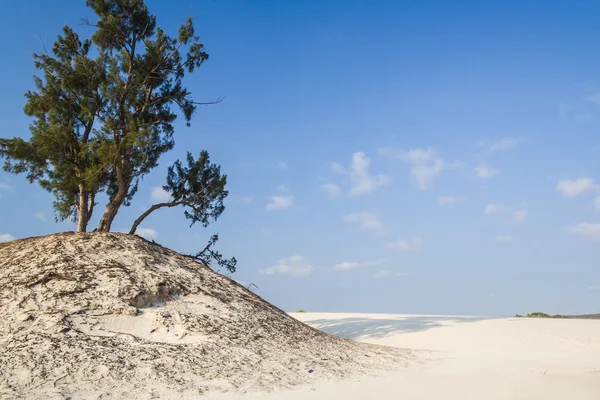 Dune and wild beach — Stock Photo, Image