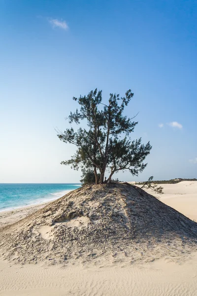 Wydmy i dzikiej plaży — Zdjęcie stockowe