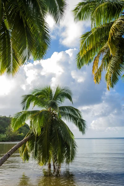 Paisaje tropical —  Fotos de Stock