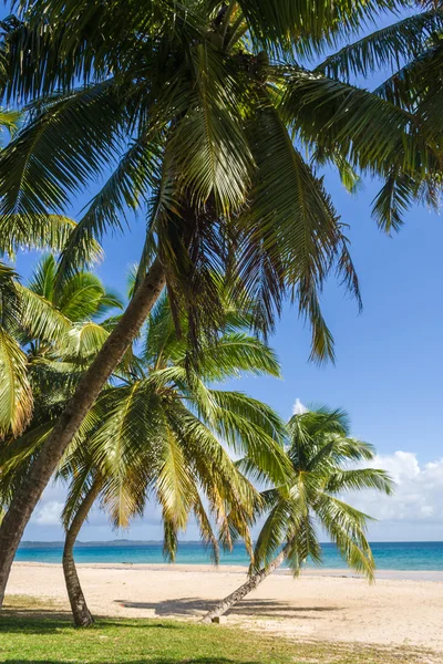 海滩椰树 — 图库照片