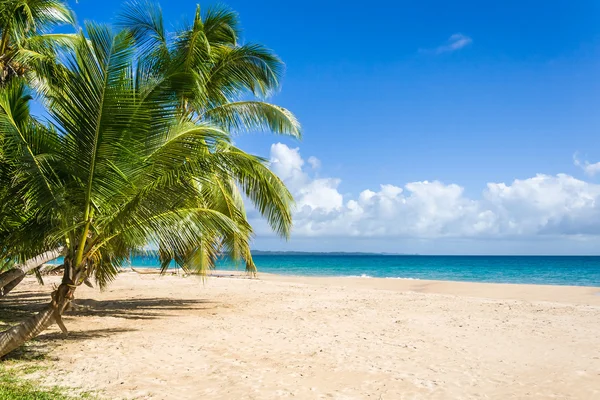 Palm beach — Fotografie, imagine de stoc