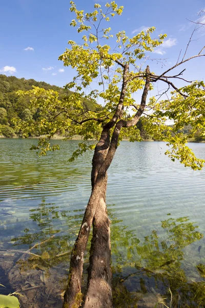 Clean water - Plitvice lakes, National UNESCO park, Croatia. — Stock Photo, Image