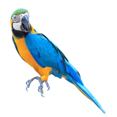 Colorful blue parrot macaw clipart