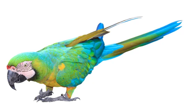 Kolorowe Zielona papuga Ara — Zdjęcie stockowe