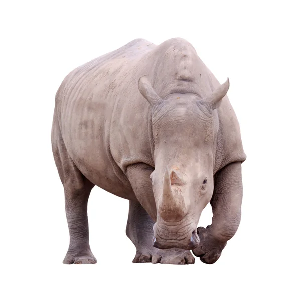 Enorme rhino geïsoleerd — Stockfoto