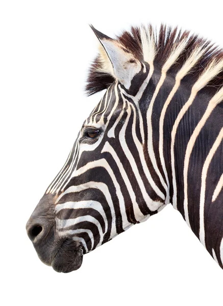 Male zebra head isolated — Stock Photo, Image