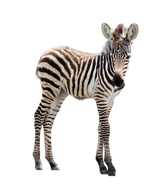 Genç zebra izole — Stok fotoğraf